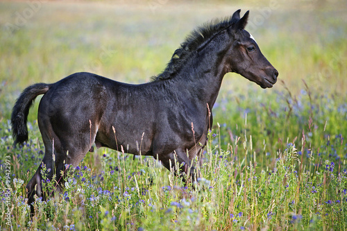 Black Filly standing in field with high Alfalfa grass.