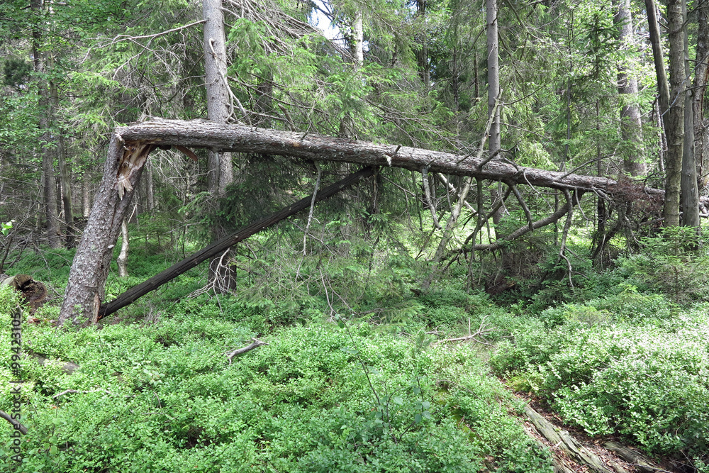 Woods in the Natural Preserve Kladska peats Woods in the Natural Preserve Kladska peats
