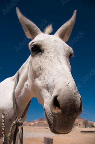 White Donkey © erdalakan