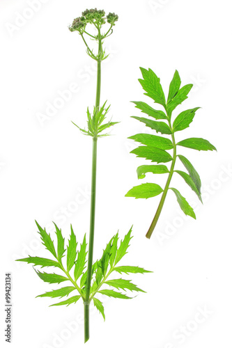Fototapeta Naklejka Na Ścianę i Meble -  Baldrian  (Valeriana officinalis)