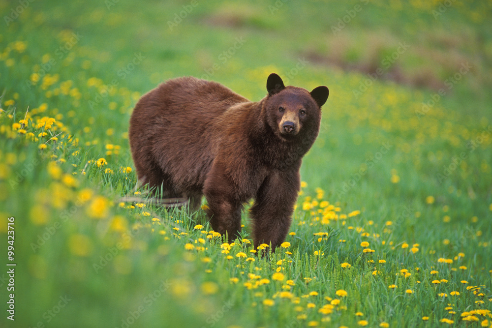 Obraz premium Cinnamon colored Black Bear in spring meadow of Dandelion