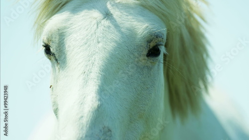 France Camargue animal horses wild freedom white livestock photo