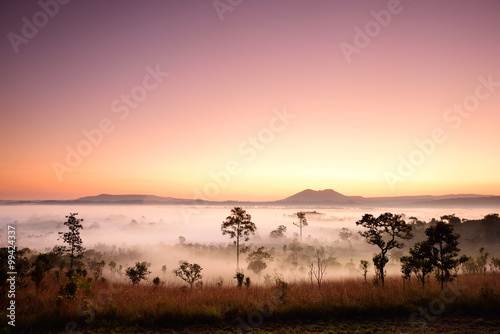 Landscape of Tropical Forest in the Early Morning
