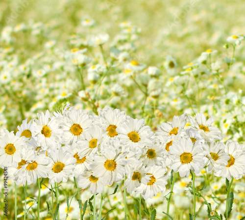 Fototapeta Naklejka Na Ścianę i Meble -  daisies in a meadow closeup