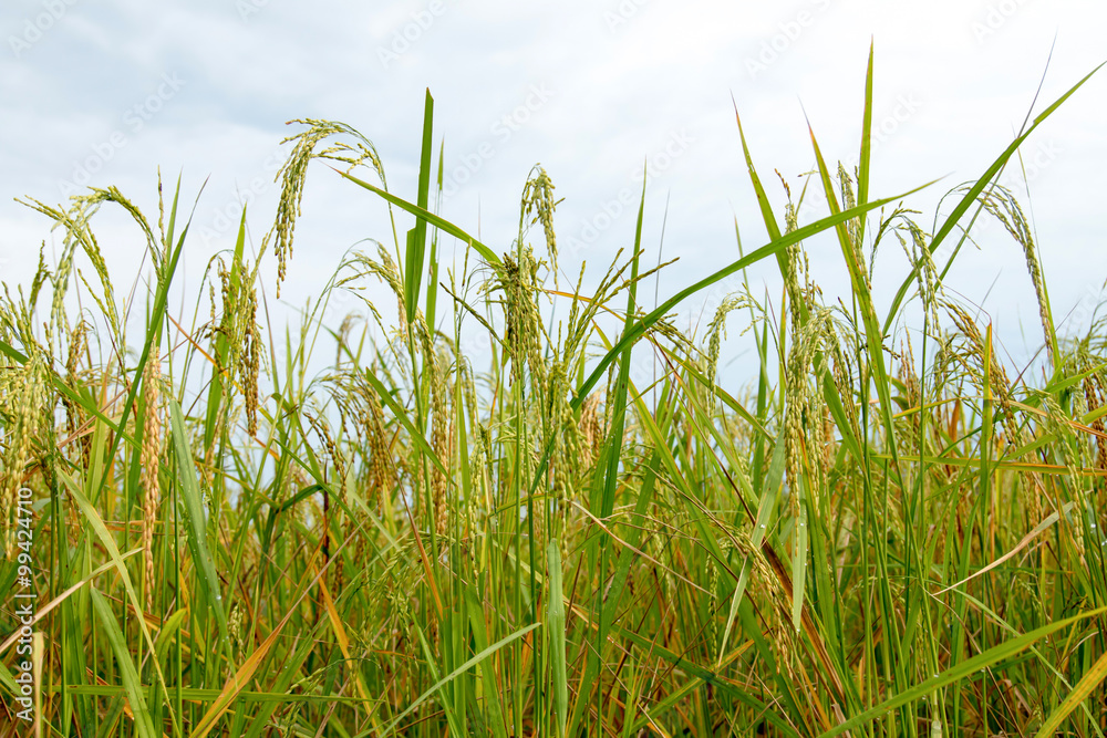 rice field  in Thailand