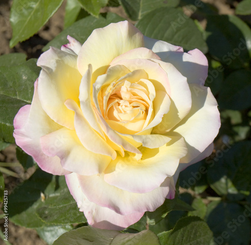 Rose pink and yellow