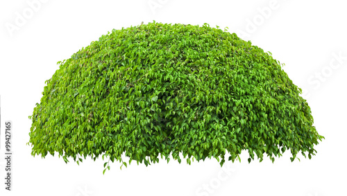 Green fresh ornamental tree isolated on white backgrou