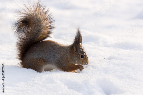 squirrel in the snow © alexbush