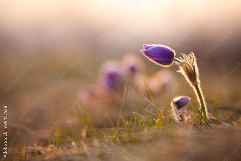 Obraz premium Pasque flower by sunset