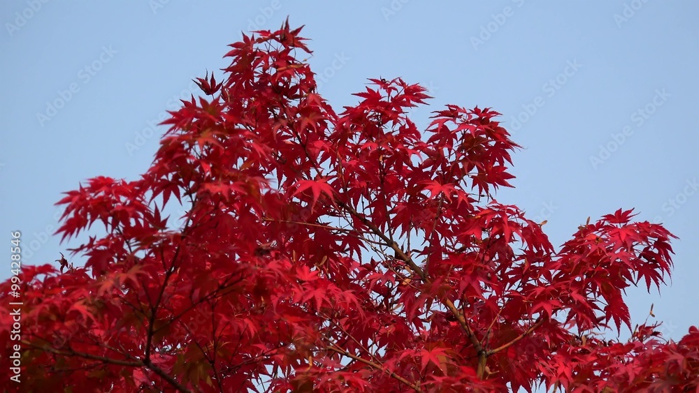 Bright red leaves of Japanese Maple (Acer palmatum) at autumn. Bright red leaves of Japanese Maple (Acer palmatum) at autumn.