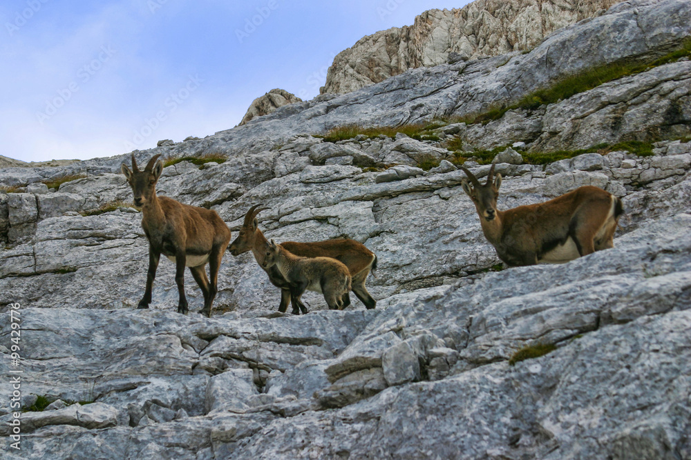 Chamois on mount Triglav, Slovenia