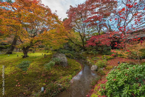 maple tree in Arashiyama