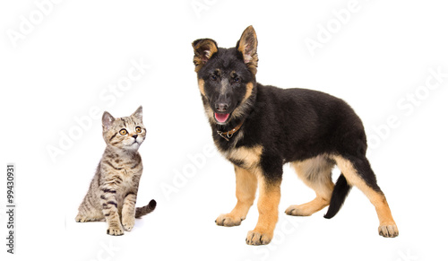 German Shepherd puppy and a kitten Scottish Straight