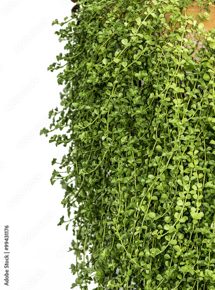 Obraz premium green leaf background