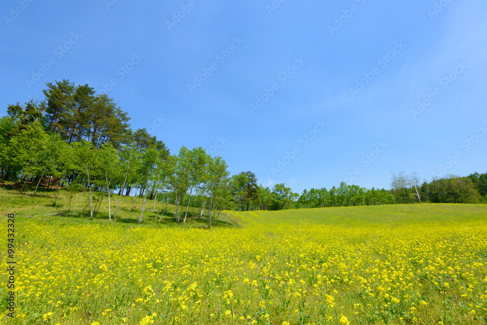 Field mustard at Nakayama highlands in Omachi, Nagano, Japan