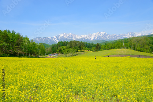 Northern Alps and Field mustard at Nakayama highlands in Omachi, Nagano, Japan