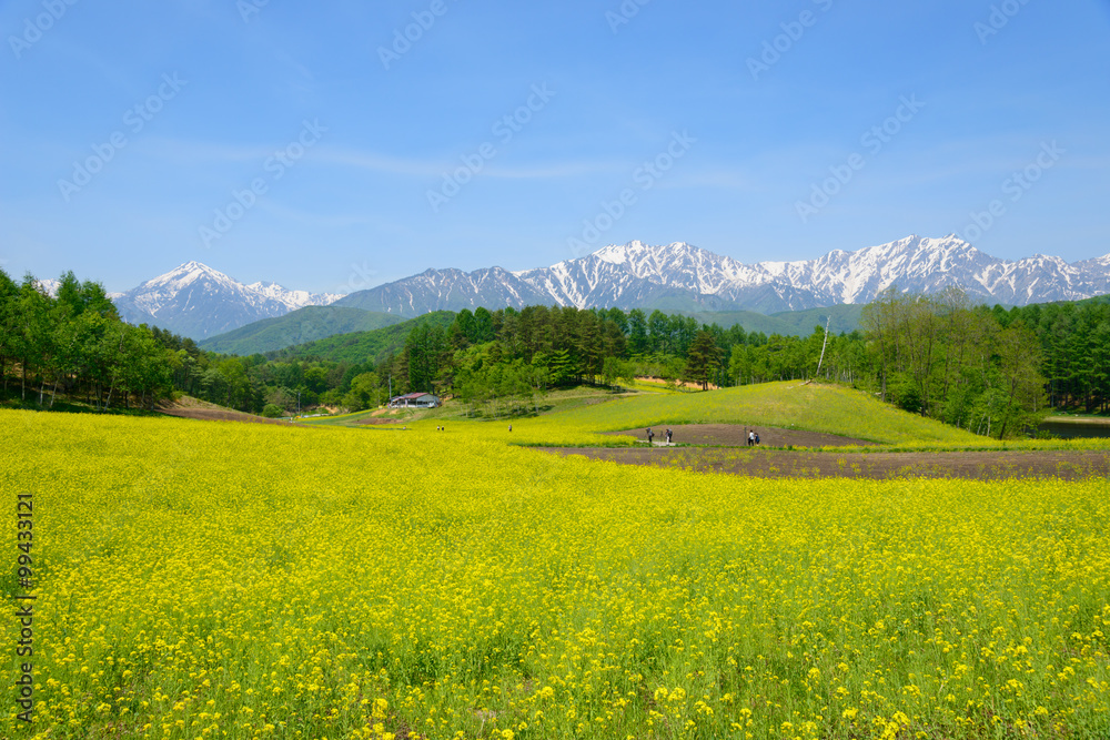 Northern Alps and Field mustard at Nakayama highlands in Omachi, Nagano, Japan