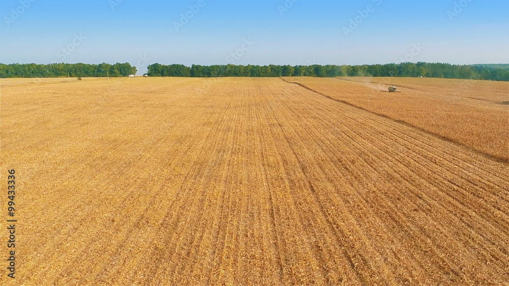 Aerial shot: Combine harvesting on cornfield
