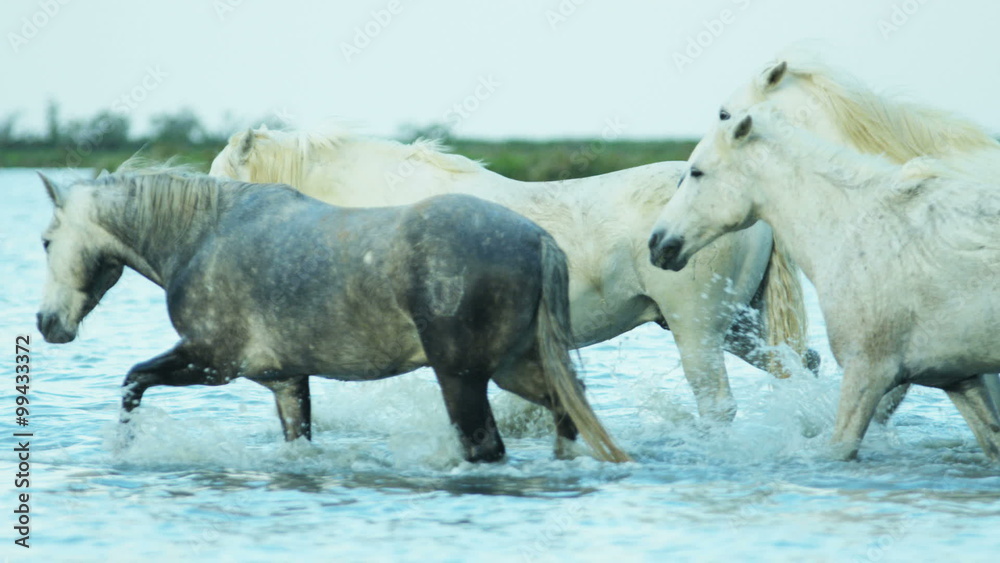 Camargue animal horses France Stallion Gelding wildlife water Camargue animal horses France Stallion Gelding wildlife water