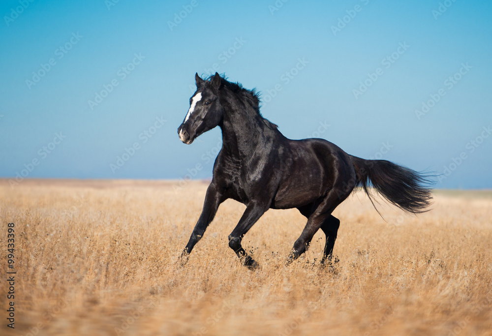 Black horse stay in the yellow field with the tall grass