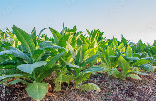 Tobacco plantation © prapholl
