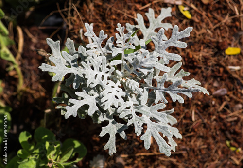 Obraz na plátne Top view of dusty miller plant