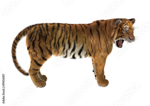 Fototapeta Naklejka Na Ścianę i Meble -  Big Cat Tiger