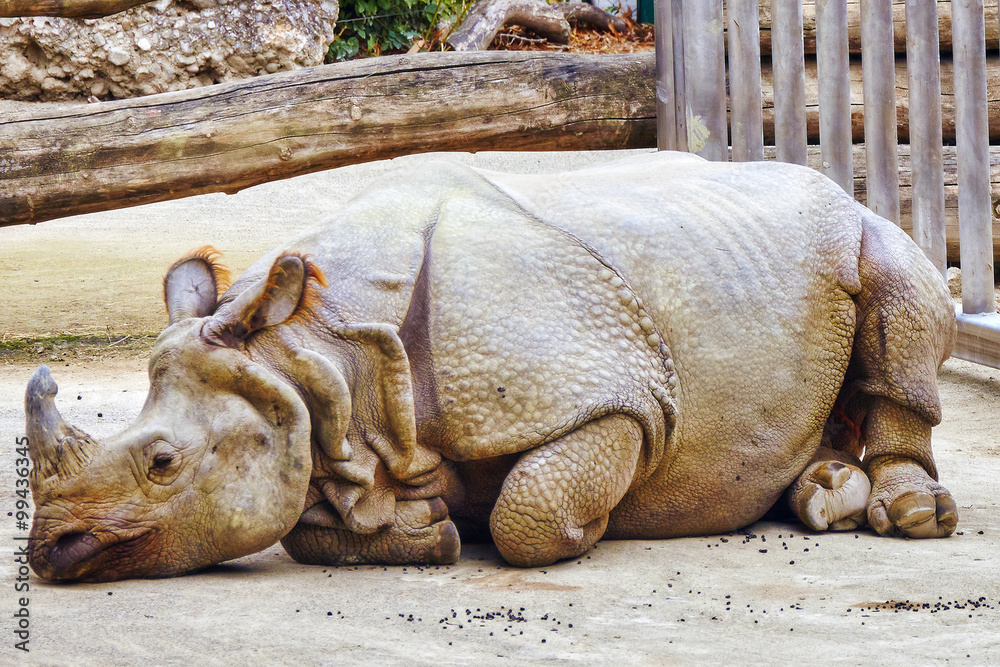 Obraz premium Rhino / rhinoceros grazing on nature landscape.