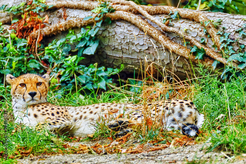 Fototapeta Naklejka Na Ścianę i Meble -  Cheetah (Acinonyx jubatus) is a big cat in the subfamily Felinae