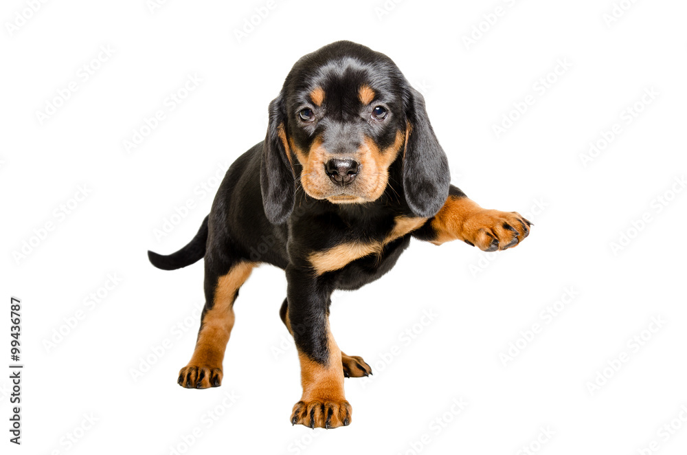 Puppy breed Slovakian Hound standing with a raised paw Puppy breed Slovakian Hound standing with a raised paw