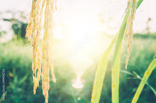 rice on color filtter with morning sun ray photo