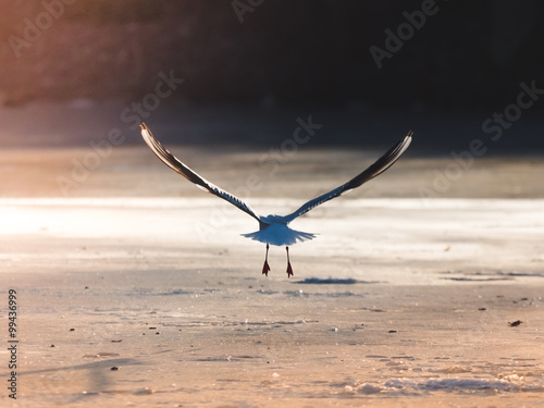 A seagull is taking off into flight in the evening sun before sunset from the ice of a frozen pond in Lund, Sweden. Pure freedom.
