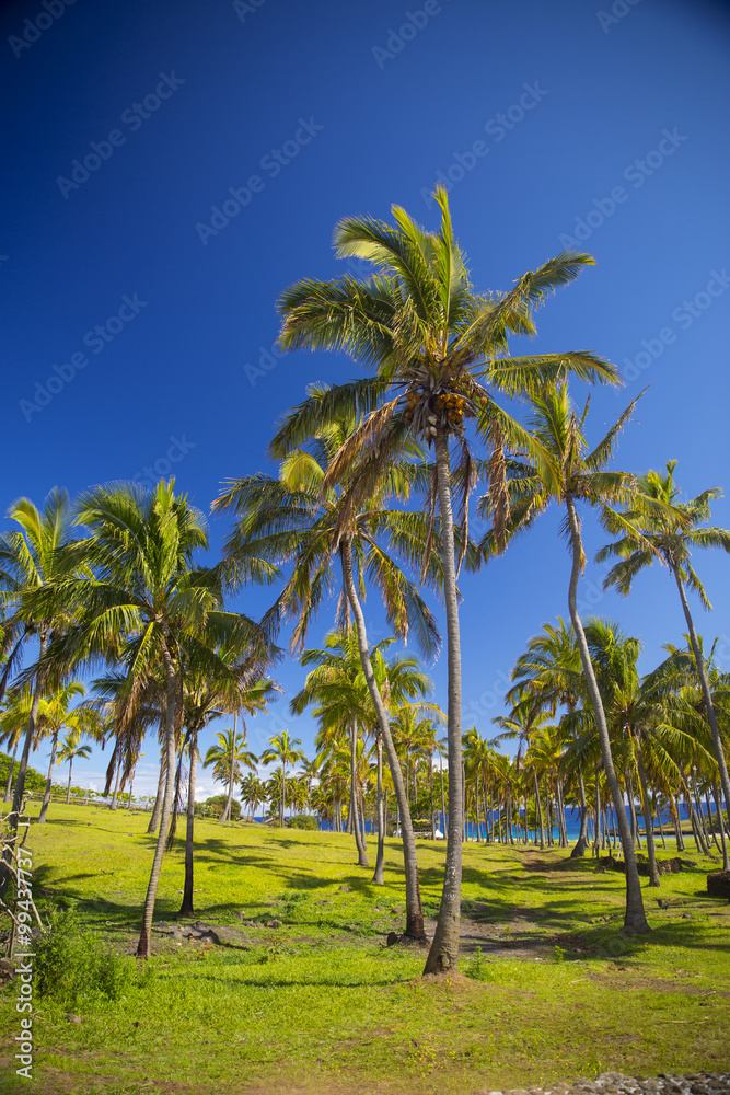 palms on the beach of Easter Island. palms on the beach of Easter Island.