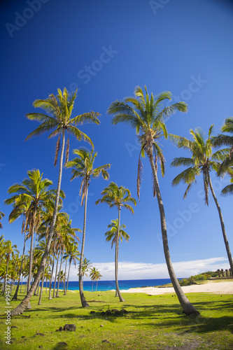 palms on the beach of Easter Island.