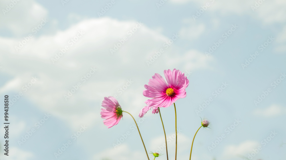 cosmos flower,Comos spp,Compositae , color process cosmos flower,Comos spp,Compositae , color process