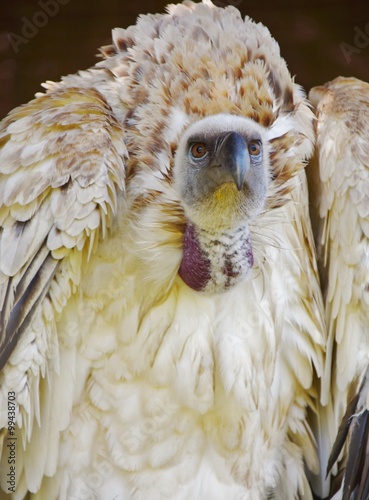 Close up of large brown Cape vulture photo