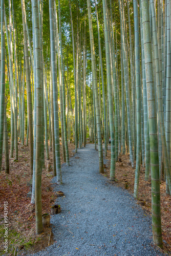 An Image of Bamboo Forest