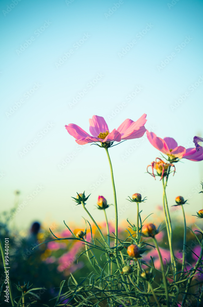 cosmos flower,Comos spp,Compositae , color process