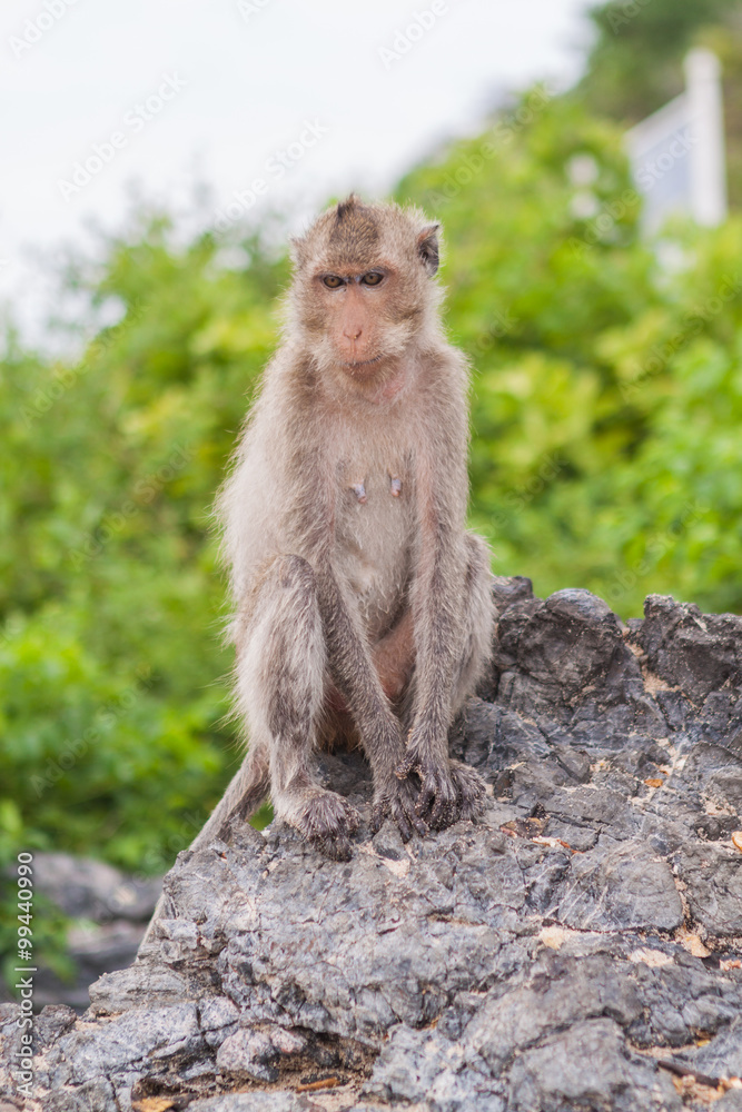 Monkey. Crab-eating macaque. Asia Thailand Monkey. Crab-eating macaque. Asia Thailand