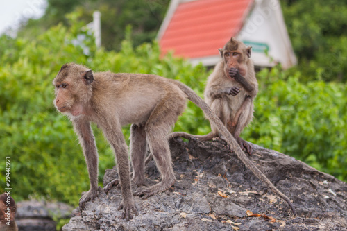 Monkey. Crab-eating macaque. Asia Thailand
