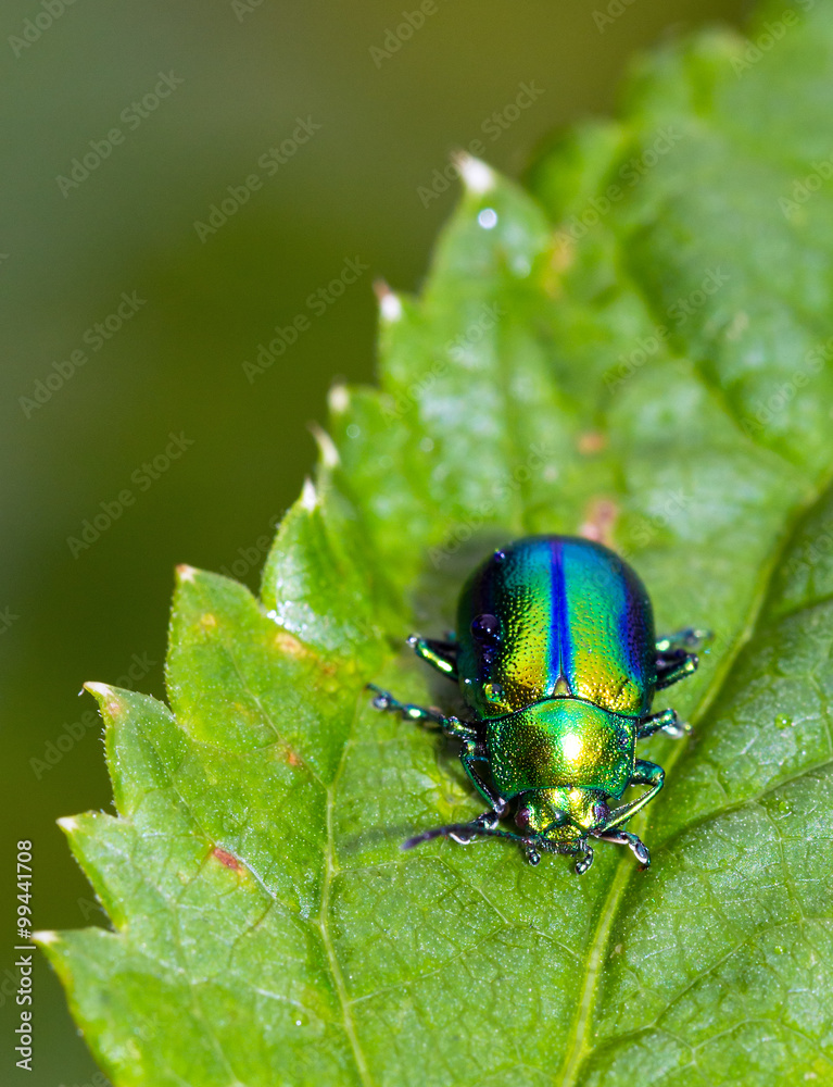 Green leaf bug, Chrysomelidae, found in the Swiss alps Green leaf bug, Chrysomelidae, found in the Swiss alps