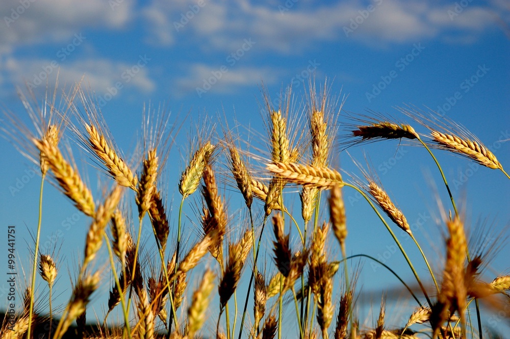 Fototapeta premium Dojrzewające zboże .