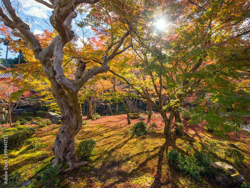 Autumn foliage at Enkoji Temple photo