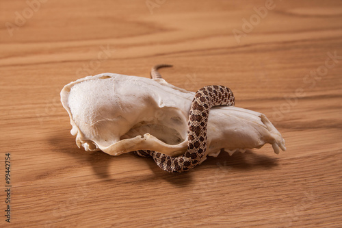 Heterodon nasicus, Western hog-nosed snake with fox skull on wooden background
