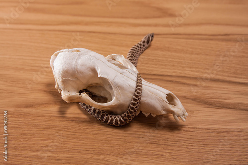 Heterodon nasicus, Western hog-nosed snake with fox skull on wooden background