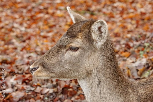 Hirschkuh photo