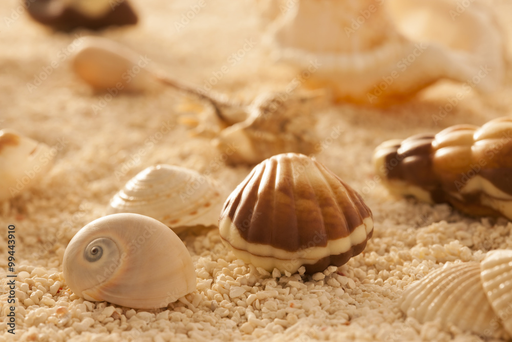 Various shells in sand