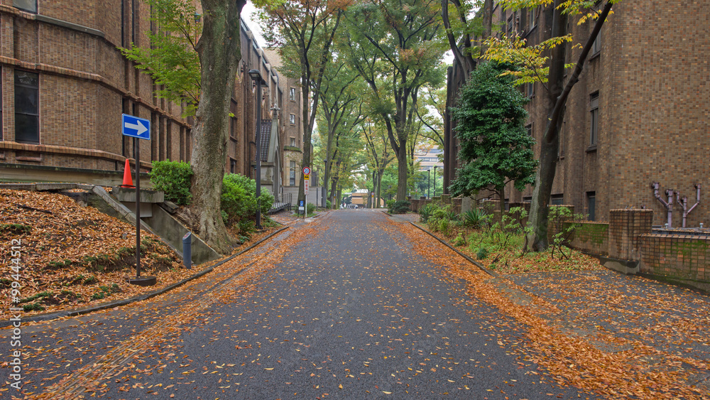 Fototapeta premium University of Tokyo in Autumn