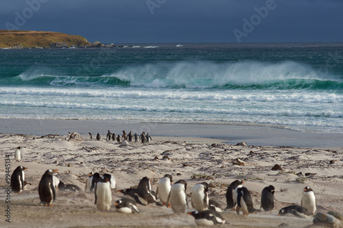 Group of King Penguins (Aptenodytes patagonicus) head to sea in a stormy South Atlantic at Volunteer Point in the Falkland Islands. Gentoo Penguins (Pygoscelis papua) in the foreground. 