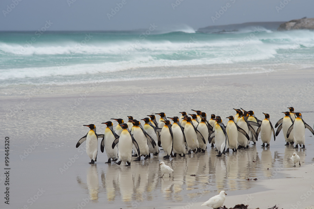 Obraz premium Large group of King Penguins (Aptenodytes patagonicus) come ashore after a short dip in a stormy South Atlantic at Volunteer Point in the Falkland Islands.
